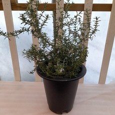 클리핑로즈마리