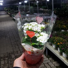 꼬에
