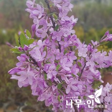 팥꽃나무