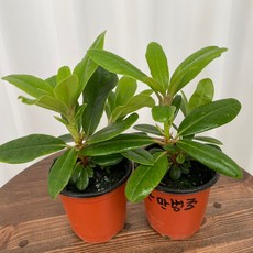 만병초 1+1 온정원 공기정화식물, 2개