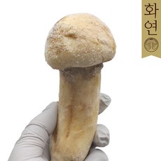 자연산 송이버섯 [특품] 냉동 1Kg [화연], A급 S사이즈, 1개