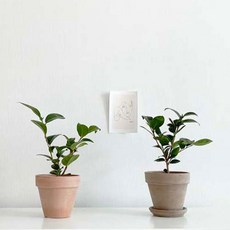 동백꽃피는 인테리어 실내공기정화식물 동백나무, 동백나무 + 마블 토분