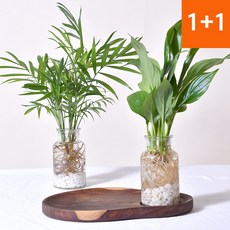 1+1 수경재배식물 테이블야자 스파트필름 모던글라스 세트, 1.테이블야자(모던 세트), 5.홍콩야자(모던 세트), 2개
