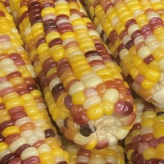 쫀득쫀득 치악산자락 강원도찰옥수수 급냉 오색찰옥수수 20개입, 20개