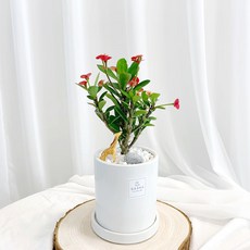 꽃기린선인장
