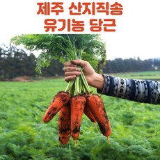 산지직송 국내산 제주 흙당근 햇당근 3kg 5kg 10kg, 상