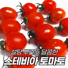 달짝이토마토