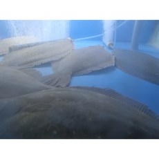 완도산 명품 광어 1kg, 1개