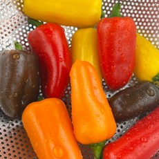 국내산 미니 파프리카 혼합 색상, 1개, 500g(250g 2팩)