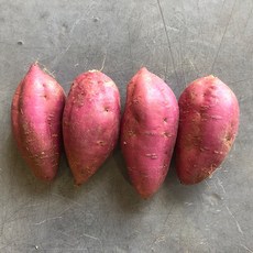 지은농원 2020년 햇 호박고구마 안노베니, 3kg(중)