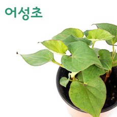 어성초화분