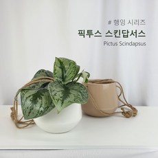스킨답서스픽투스