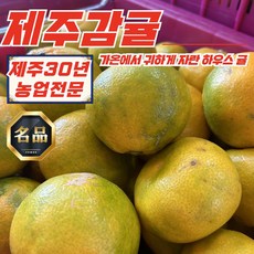 제주도 감귤 하우스귤 못난이 혼합과 3kg 5kg 10kg