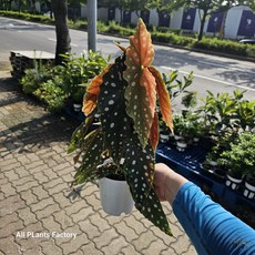 마큘라타 베고니아 메큐라타 중형 반려베고 플렌츠영 30-50cm