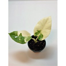 알로카시아마크로리자