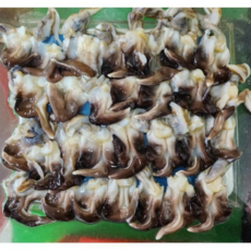 국내산 손질 새조개 실량 300g (원물 2.0kg) 샤브용, 1개