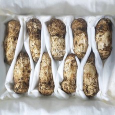[미식한가] 명품 중국산 송이버섯 (등급별 선택), 1박스, 송이버섯 1품 20-26개입 1kg (7-10cm)