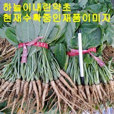 참농인고들빼기5단(1일10상자한정판매 ), 1박스, 1.5kg