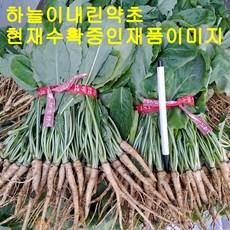 참농인고들빼기5단(하늘이내린약초), 1박스, 1.5kg