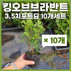 킹오브브라반트 TOP01