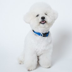 랩릿 강아지 목줄 클래식에어 소형견, 클래식 블루, 1개
