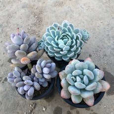81fb0c11f1e28c741be19f3fa82078d43c1a7a5e47cadb15ec23b8ab5e52.jpg