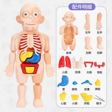 그림으로보는근골격해부학개정