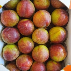 김천 추희자두 가을자두 햇자두 추이자두 산지직송, 추희자두 왕특, 1kg, 1개