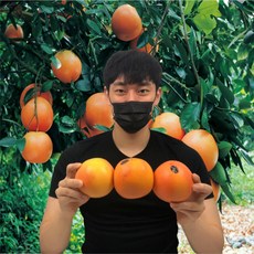 자몽 TOP01