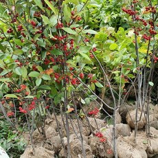 어깨동무콩나물