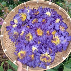 500g 천연 블루 로터스 유기농 말린 꽃 대량 이집트 수련 만들기 케이크 파티 웨딩 장식 Nymphaea Caerule, 02 50g blue lotus