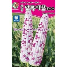 알록이찰옥수수