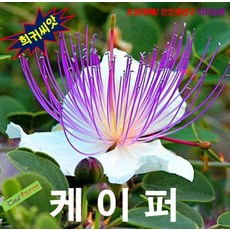 또초이스샵5립 케이퍼 식용 말려 꽃몽우리를 (Caper) (나무씨앗), 1개