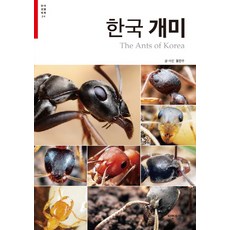 한국 개미, 자연과생태