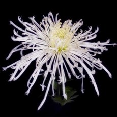 꽃꽂이레슨미국식강남