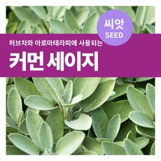 마이플랜트 커먼 세이지 씨앗 50립, 1개