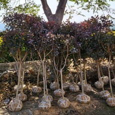[활엽수] 자엽안개나무 (로얄퍼플) 120~130cm 묘목, 1개