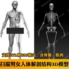 골격 해부 실습 해부학 근육 신경 뼈 두개골 Zbrush 스캐닝 남성 및 여성 인간 근골격계 3D 모델 OBJ 구조 3dmax 의료용