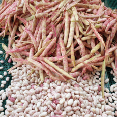 알록이찰옥수수