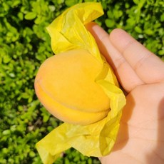 매일온유 천도 신비 과일 딱딱이 황도 복숭아, 수량, 1세트, 중과 1kg