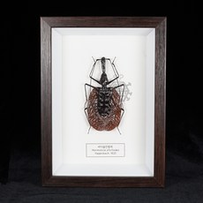  바이올린벌레 완성형 표본액자/인테리어/실내/곤충액자/갑충/나비액자 
