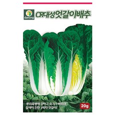 다듬배추