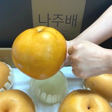 햇배