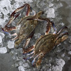인천수협 서해안 제철 가을 냉동 꽃게 1kg 3~6마리