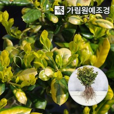 리엔케이호랑가시테놀