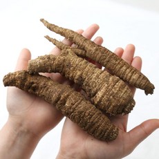 제주직송 한라산더덕 특품 1.8kg, 1개