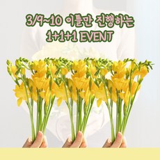 프리지아 후리지아 생화 꽃다발 택배 20줄기