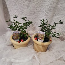 가홈플라워 올리브나무 공기정화 식물 생화 올리브 토분화분 미세먼지식물