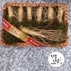 풍기인삼 선물세트 6년근 7뿌리내외 500g 풍기인삼시장 한보인삼사, 1세트