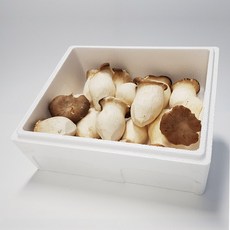 못난이 새송이버섯 1.5kg, 단품